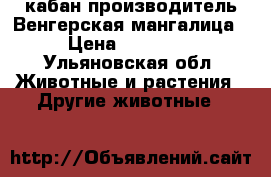 кабан производитель Венгерская мангалица › Цена ­ 40 000 - Ульяновская обл. Животные и растения » Другие животные   
